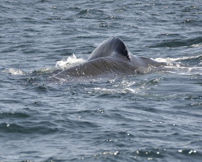 hump-backed whale DSC2286.jpg
