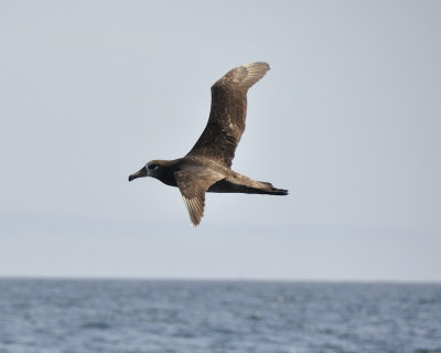 black-footed albatross DSC2042.jpg