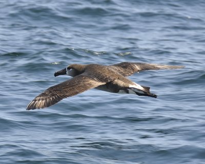 black-footed albatross DSC2094.jpg