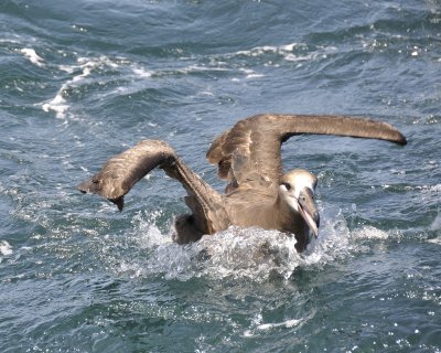 black-footed albatross DSC2297.jpg