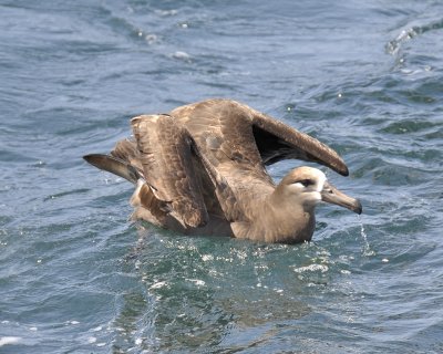 black-footed albatross DSC2300.jpg