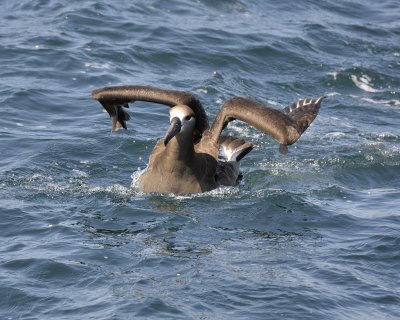 black-footed albatross DSC2313.jpg