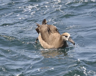 black-footed albatross DSC2304.jpg