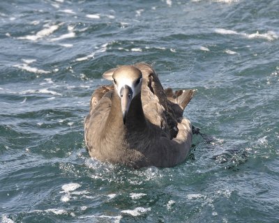 black-footed albatross DSC2305.jpg