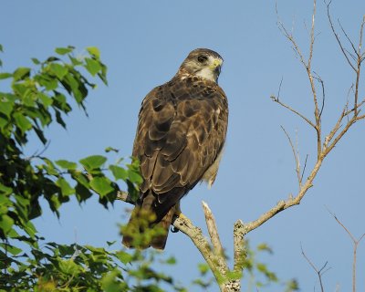 swainson's hawk BRD8886.jpg