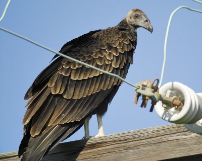 turkey vulture BRD8899.jpg