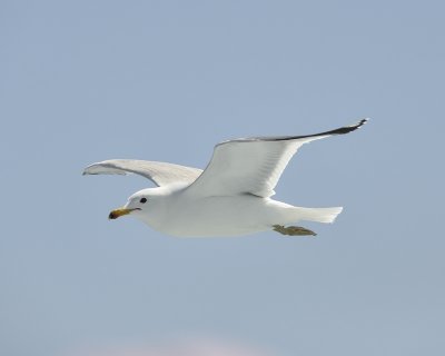 california gull DSC2245.jpg