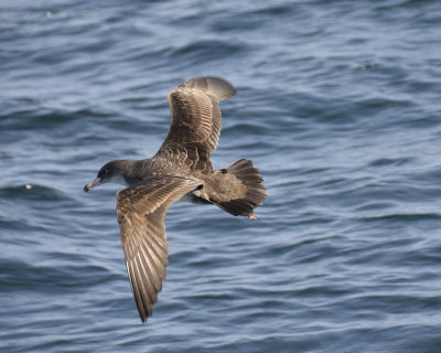 1030c_pink_footed_shearwater