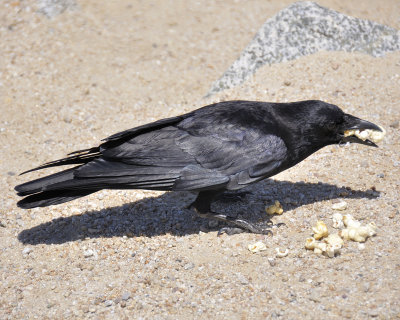 american crow DSC1883.jpg