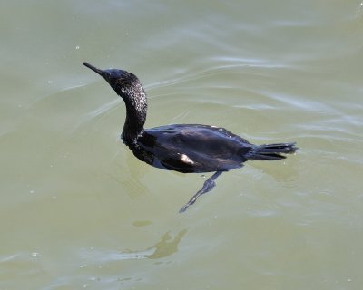 pelagic cormorant DSC1929.jpg