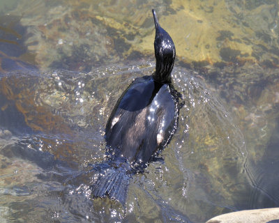 pelagic cormorant DSC1942.jpg