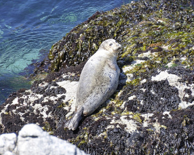 harbor seal DSC1853.jpg