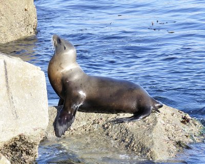 california sea lion DSC1690.jpg