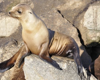 california sea lion DSC1713.jpg
