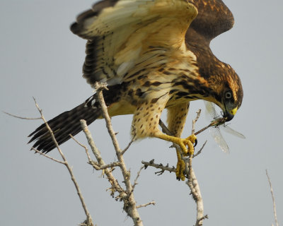 swainson's hawk BRD9325.jpg