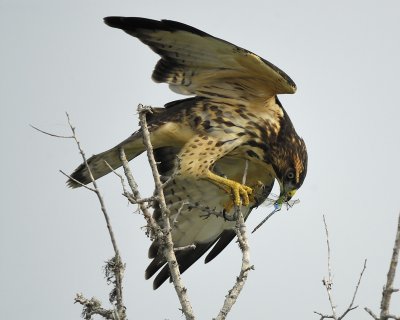 swainson's hawk BRD9334.jpg