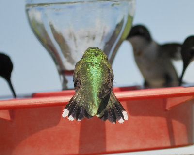 ruby-throated hummingbird BRD9504.jpg