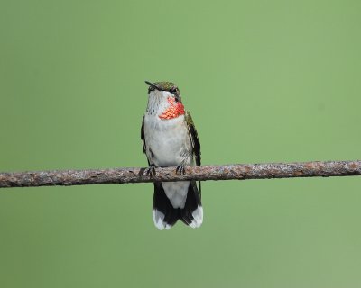 ruby-throated hummingbird BRD9737.jpg