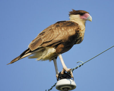 crested caracara BRD9864.jpg