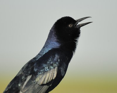 1710c_boat_tailed_grackle