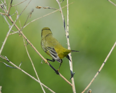 yellow warbler BRD0104.jpg