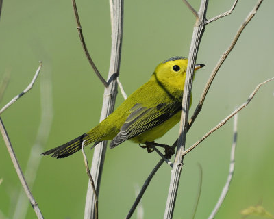 wilson's warbler BRD0117.jpg