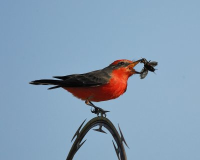 vermilion flycatcher BRD0072.jpg