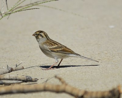 clay-colored sparrow BRD0718.jpg
