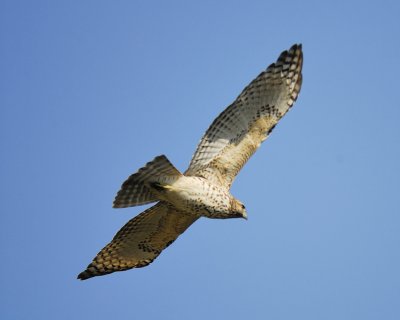 red-shouldered hawk BRD0293.jpg