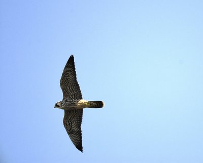 peregrine falcon BRD0517.jpg