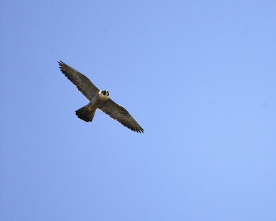 peregrine falcon BRD0841.jpg