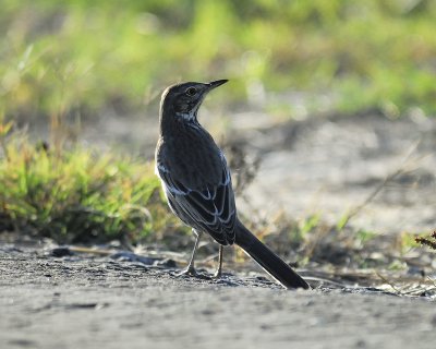 sage thrasher BRD0914.jpg