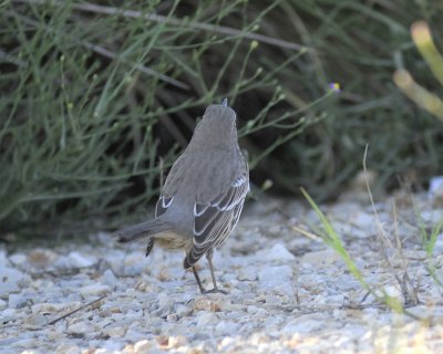 sage thrasher BRD0919.jpg