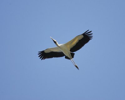 wood stork BRD1093.jpg