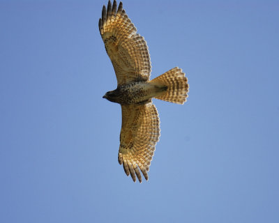 red-shouldered hawk BRD1633.jpg