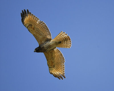 red-shouldered hawk BRD1629.jpg