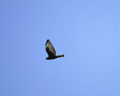 broad-winged hawk BRD1204.jpg