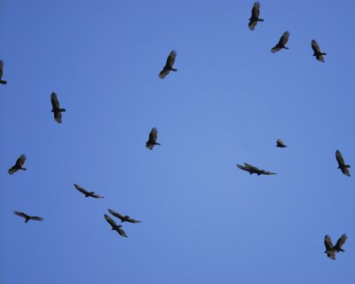 turkey vulture BRD2525.jpg