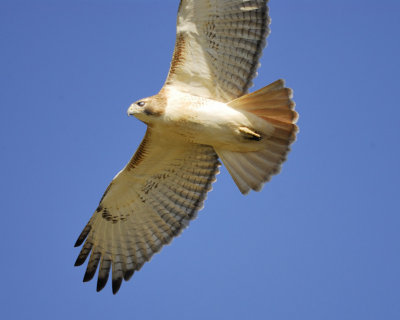 red-tailed hawk BRD2720.jpg