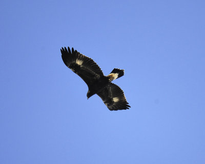 golden eagle BRD2585.jpg