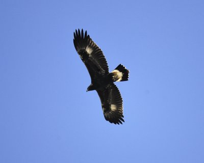 golden eagle BRD2584.jpg