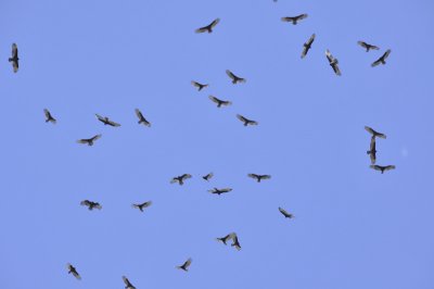 turkey vulture DSC3353.jpg