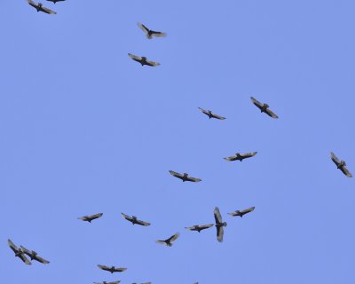 turkey vulture DSC3360.jpg