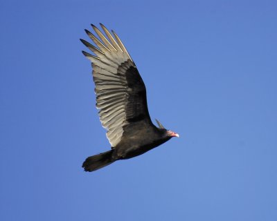 turkey vulture BRD3112.jpg