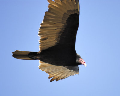 turkey vulture BRD3099.jpg