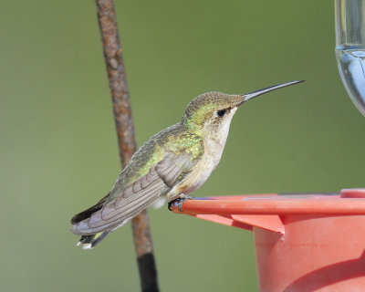 black-chinned hummingbird BRD3161.jpg
