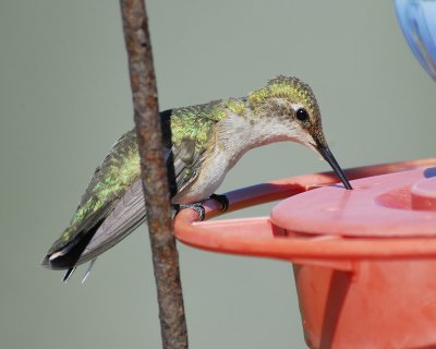 black-chinned hummingbird BRD3217.jpg