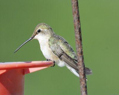 black-chinned hummingbird BRD3241.jpg