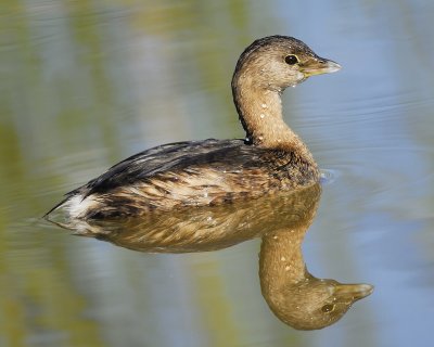 pied-billed grebe BRD3587.jpg