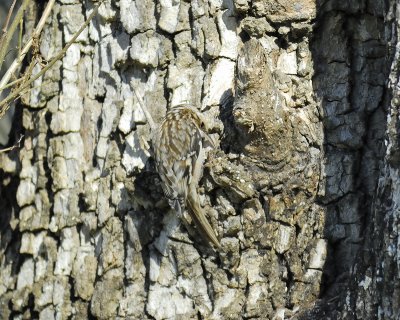 brown creeper BRD5406.jpg